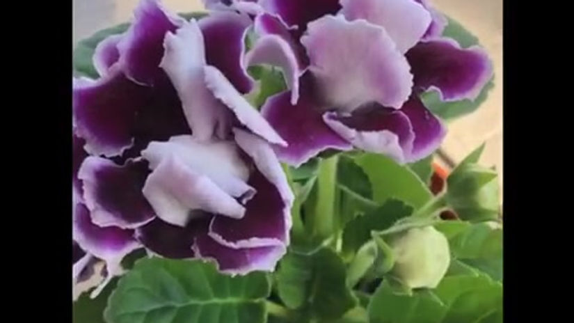 5G Booster Fertilizer